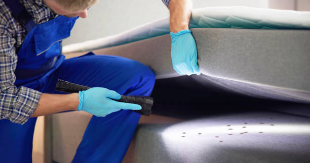 Best Termite Control Services  in Medina, NY