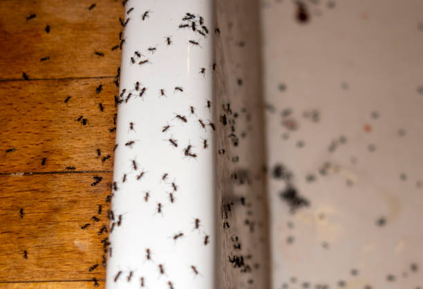Best Wasp Removal Services  in Medina, NY